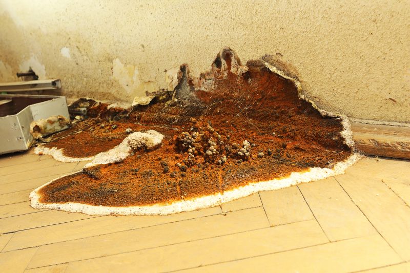 Dry Rot Remediation in Olathe, KS