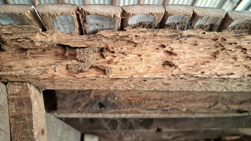 Pest Damage Repair in Roswell, GA