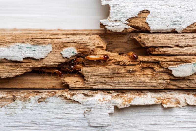 Pest Damage Repair in Olathe, KS
