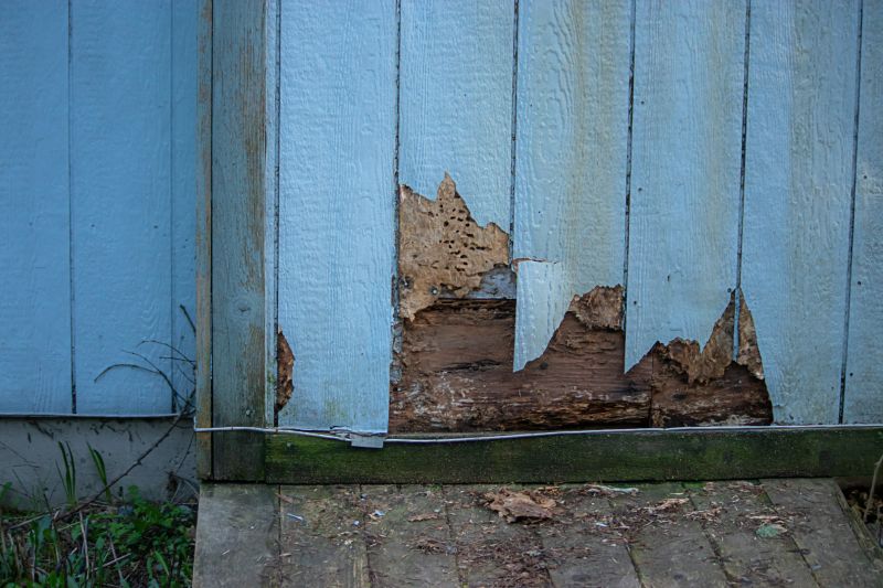 Pest Damage Repair in Boulder, CO