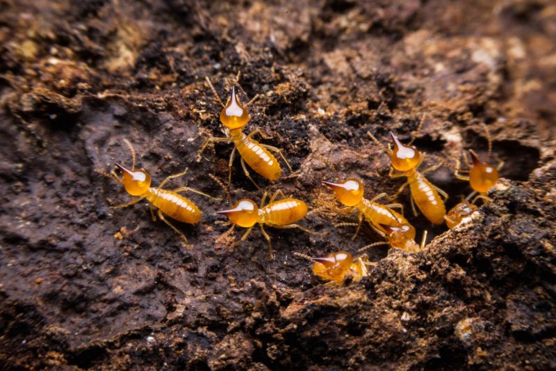 Termite Damage Repair Service in Denver, CO