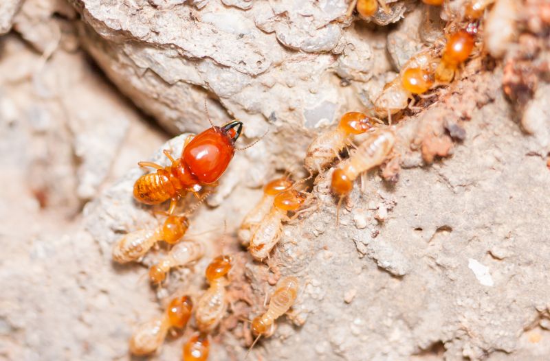 Termite Damage Restoration in Arvada, CO
