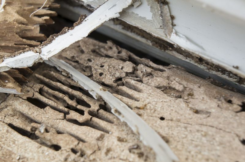 Wood Rot Removal in Boulder, CO