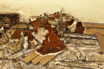 Wood Rot Removal in Arvada, CO