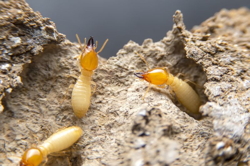 Termite Damage Restoration in Denver, CO